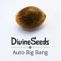 Сорт насіння канабісу Auto Big Bang Сорт насіння канабісу Auto Big Bang