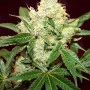 Сорт семян каннабиса Auto Big Demon