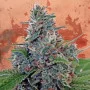 Cannabis seed variety Auto Blue Amnesia Feminised Silver