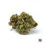 Насіння конопель AUTO BLUEBERRY BERRY від Bulk Seed Bank
