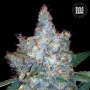 Насіння конопель AUTO BLUEBERRY BERRY від Bulk Seed Bank