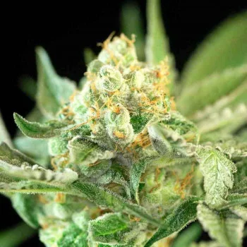 Auto Candy