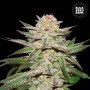 Насіння конопель AUTO CARAMEL KING від Bulk Seed Bank