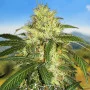 Сорт семян каннабиса Auto Carpathian Skunk Fem