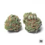 Насіння конопель AUTO CHRONICAL від Bulk Seed Bank