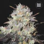 Насіння конопель AUTO COCOPOPO від Bulk Seed Bank