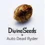 Сорт семян каннабиса Auto Deadryder
