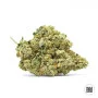 Семена конопли AUTO DEVIL’S KISS от Bulk Seed Bank