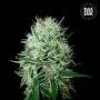 Семена конопли AUTO DEVIL’S KISS от Bulk Seed Bank