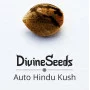 Сорт насіння канабісу Auto Hindu Kush