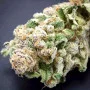Сорт насіння канабісу Auto Hindu Kush