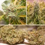 Cannabis seed variety Early Skunk Feminised Gold