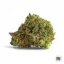 Семена конопли AUTO MAZAR EXTRA от Bulk Seed Bank