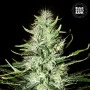 Семена конопли AUTO MAZAR EXTRA от Bulk Seed Bank