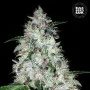 Семена конопли AUTO OG KUSH от Bulk Seed Bank