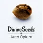 Cannabis seed variety Auto Opium