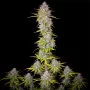 Cannabis seed variety Auto Orange Sherbet Feminised Silver