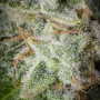 Cannabis seed variety Auto Orange Sherbet Feminised Silver