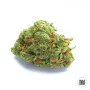 Насіння конопель AUTO ORIGINAL ORANGE BUD від Bulk Seed Bank