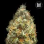 Насіння конопель AUTO ORIGINAL ORANGE BUD від Bulk Seed Bank