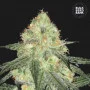 Cannabis seeds AUTO SOUR DIESEL from Bulk Seed Bank