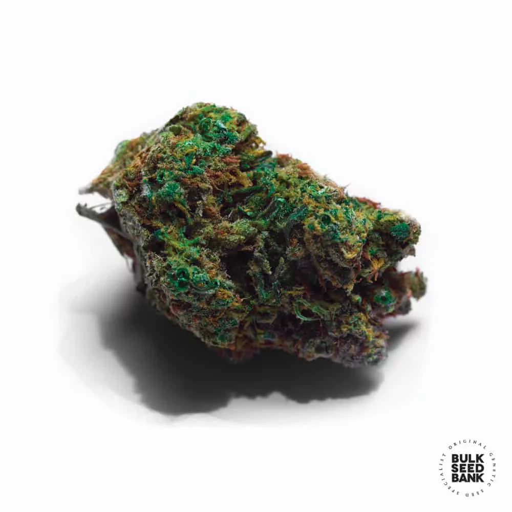 Семена конопли AUTO SUNMANGO от Bulk Seed Bank Семена конопли AUTO SUNMANGO от Bulk Seed Bank