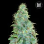 Купуй насіння конопель AUTO SWEET TOOTH від Bulk Seed Bank на Coffeeshop.ua