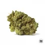 Cannabis seeds AUTO WHITE PRUSSIAN from Bulk Seed Bank