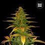 Семена конопли AUTO WILD DWARF от Bulk Seed Bank