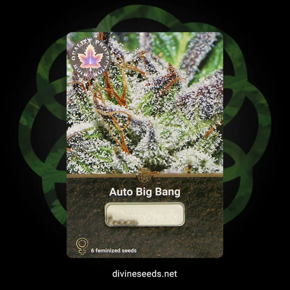 Сорт насіння канабісу Auto Big Bang Сорт насіння канабісу Auto Big Bang