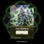 Сорт насіння канабісу Auto Blueberry
