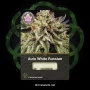 Сорт семян каннабиса Auto White Russian