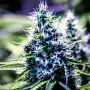 Сорт насіння канабісу Auto Blueberry