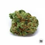 Семена конопли BIGGER BUD от Bulk Seed Bank