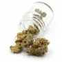 Сорт семян каннабиса Jack Herer Feminised Gold