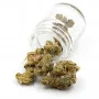 Сорт семян каннабиса Auto Jack Herer Feminised Gold