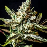 Auto Gagarin Feminized