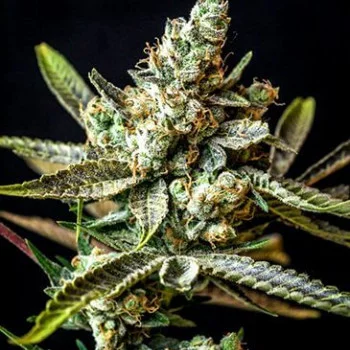 Auto Gagarin Feminized Auto Gagarin Feminized