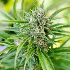 CBD Angel