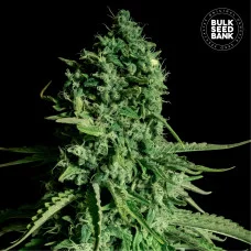 CBD CHEESE