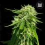 Семена конопли CBD GOOD WILD SHARK от Bulk Seed Bank