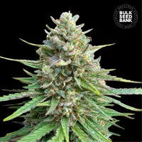 CBD SATIVA KING
