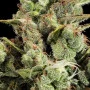 Сорт семян каннабиса Cheese Feminised Gold