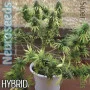 Cannabis seed variety Auto Somango Feminised