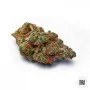 Семена конопли CARAMEL KING от Bulk Seed Bank