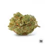 Семена конопли CRITICAL от Bulk Seed Bank