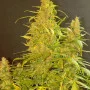 Сорт семян каннабиса Auto Hindu Kush Gold