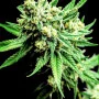 Сорт семян каннабиса Divine Sativa