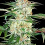 Сорт семян каннабиса Divine Sativa