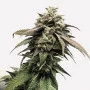 Сорт семян каннабиса Divine Sativa
